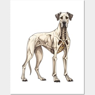 Skeleton Great Dane Dog Posters and Art